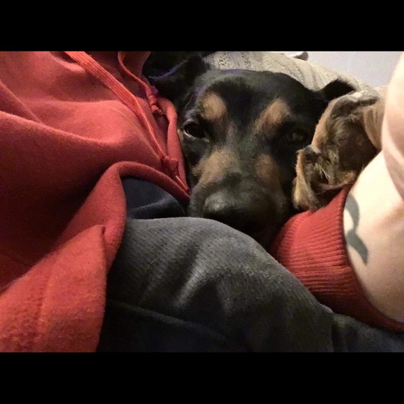 Meet your Posher, Kitty - Picture 2 of 3